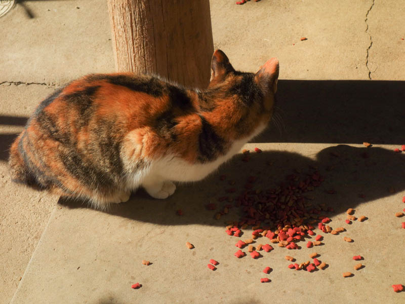 猫の写真（露光量をLightroomで調整している）