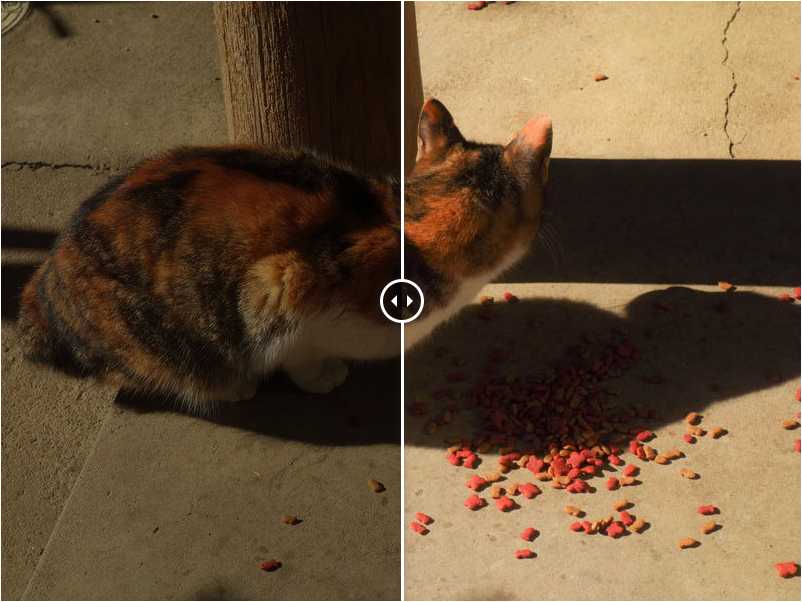 猫の写真（右側と左側で露光量が違う）